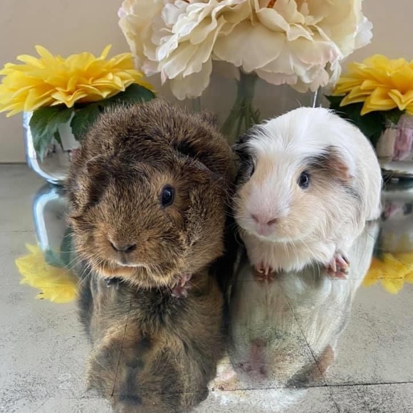 Meet your Posher, Heather - Picture 5 of 5